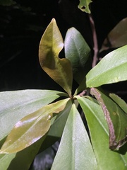 Ardisia sieboldii