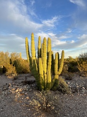 Stenocereus thurberi