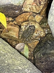 Quasipaa exilispinosa