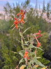 Anisacanthus thurberi