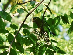 Eupsittula canicularis