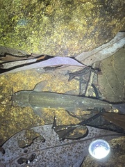 Oreonectes platycephalus