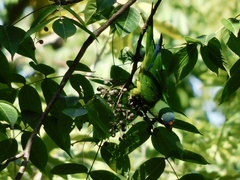 Eupsittula canicularis