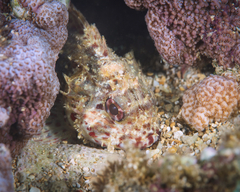 Sebastapistes ballieui