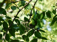 Eupsittula canicularis