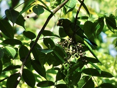 Eupsittula canicularis