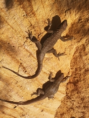 Oplurus quadrimaculatus