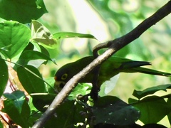 Eupsittula canicularis