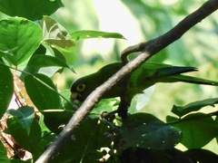 Eupsittula canicularis
