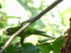 Eupsittula canicularis