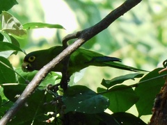 Eupsittula canicularis