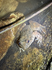 Quasipaa exilispinosa