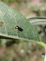 Theridula opulenta