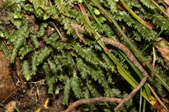 Cyathophorum bulbosum