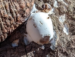 Reticularia