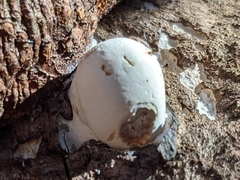 Reticularia