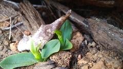 Chiloglottis