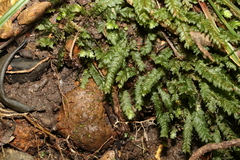 Cyathophorum bulbosum