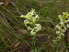 Stackhousia aspericocca