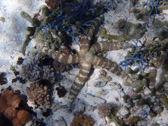 Nardoa tuberculata