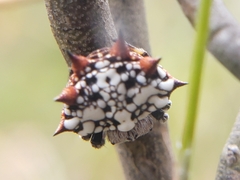 Gasteracanthinae