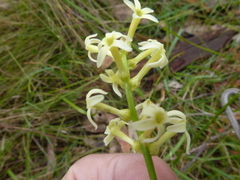 Stackhousia aspericocca