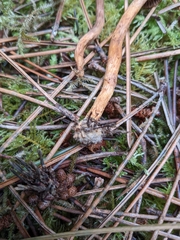 Chroogomphus vinicolor