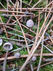 Mycena capillaripes