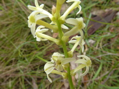 Stackhousia aspericocca