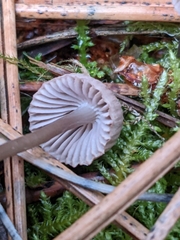 Mycena capillaripes