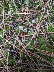Mycena capillaripes
