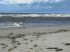 Charadrius obscurus aquilonius