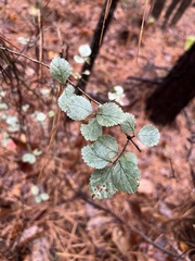 Crataegus uniflora
