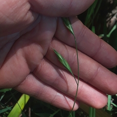 Bromus catharticus