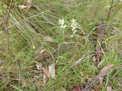 Stackhousia aspericocca