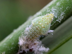 Siphanta