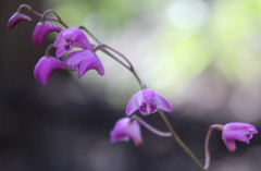 Dendrobium kingianum