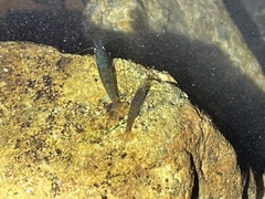 Caridina cantonensis