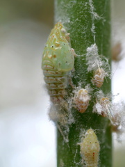 Siphanta
