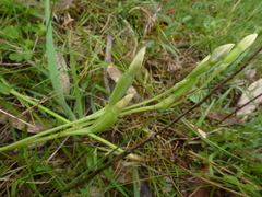 Thelymitra albiflora