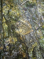 Quasipaa exilispinosa