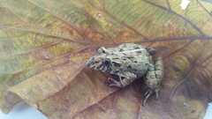Fejervarya cancrivora