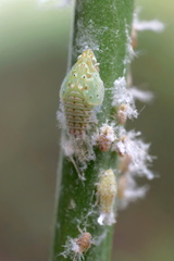 Siphanta