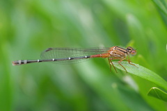 Xanthagrion erythroneurum
