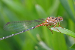 Xanthagrion erythroneurum