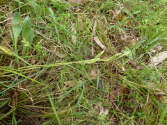 Thelymitra albiflora
