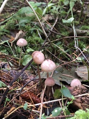 Mycena rosella