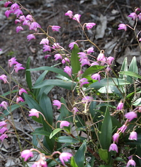 Dendrobium kingianum
