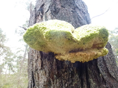 Laetiporus portentosus