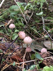 Mycena rosella